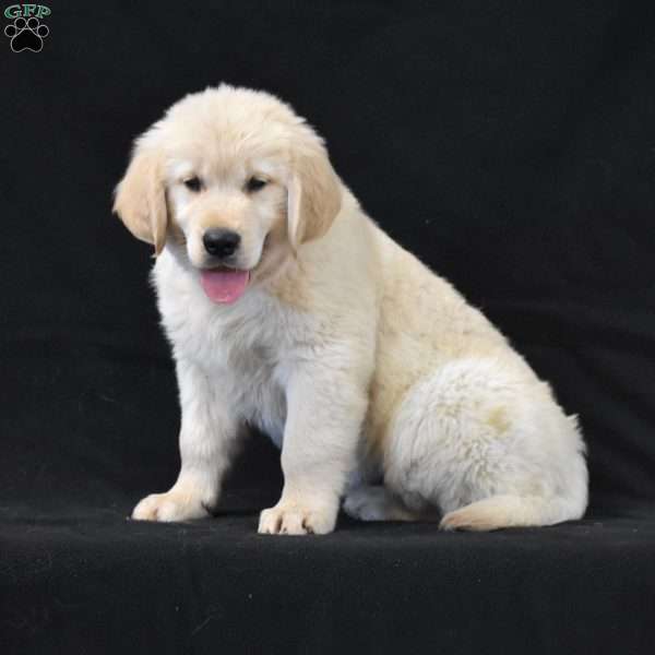 Cooper, Golden Retriever Puppy